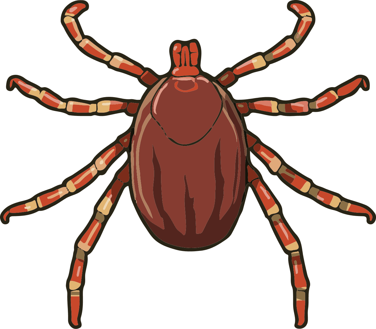 Tick