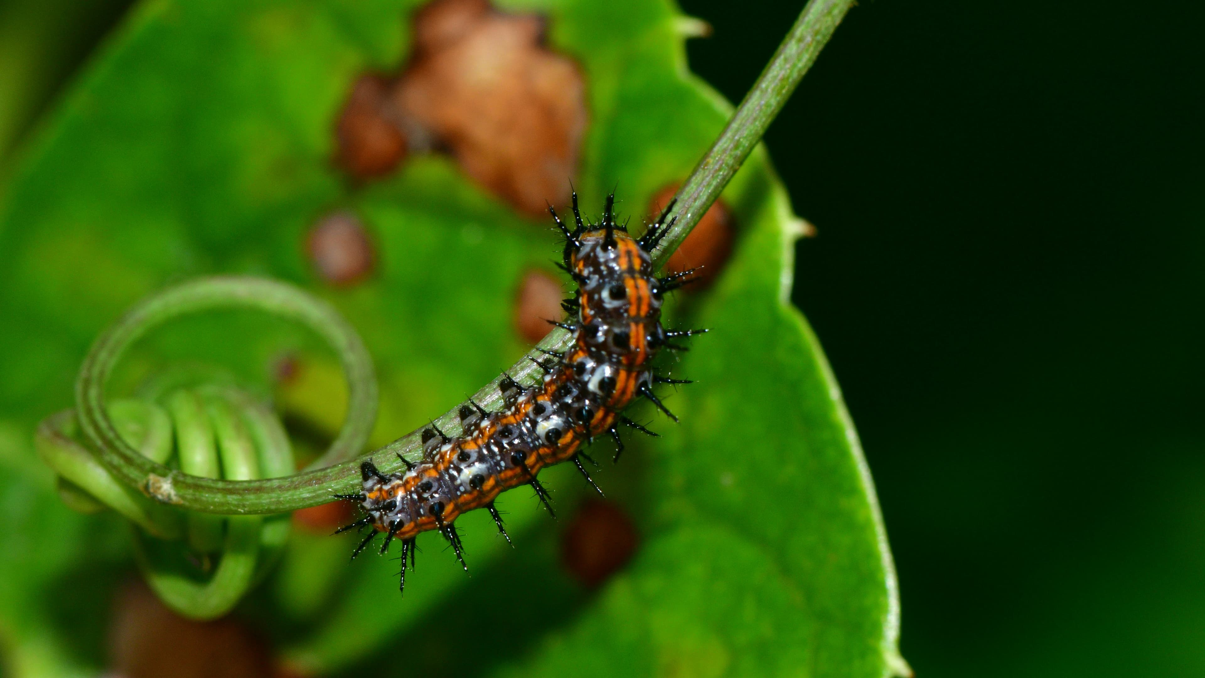 Agricultural pests