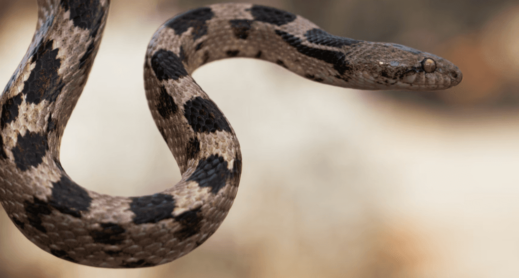 Snake envenoming research