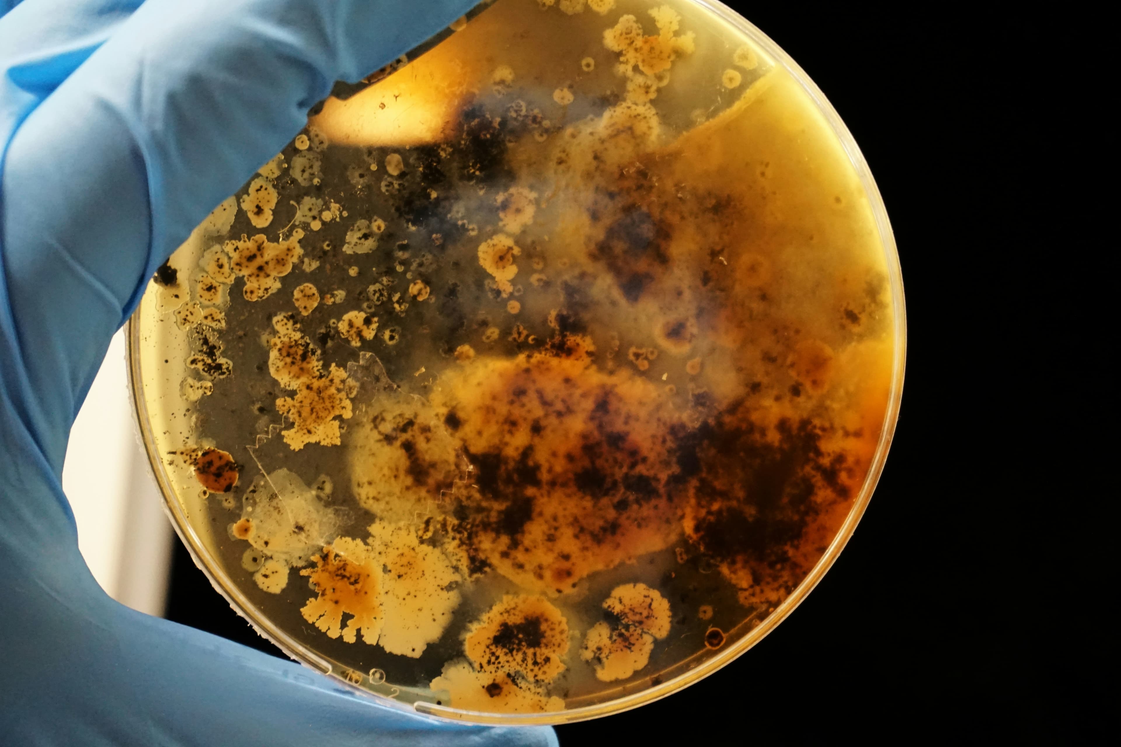 Agar plate