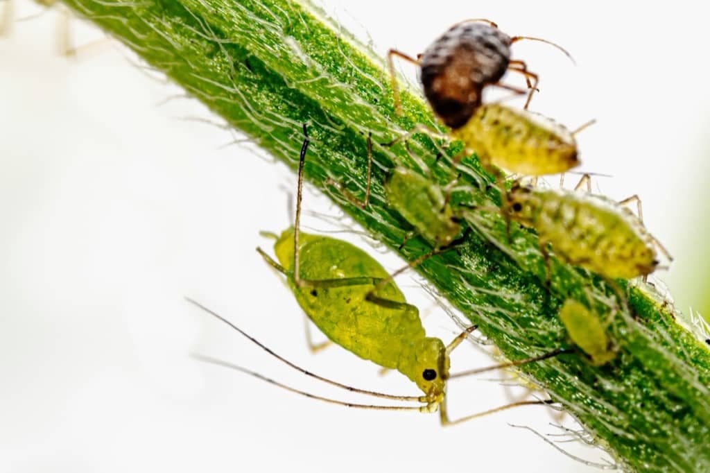 Aphids