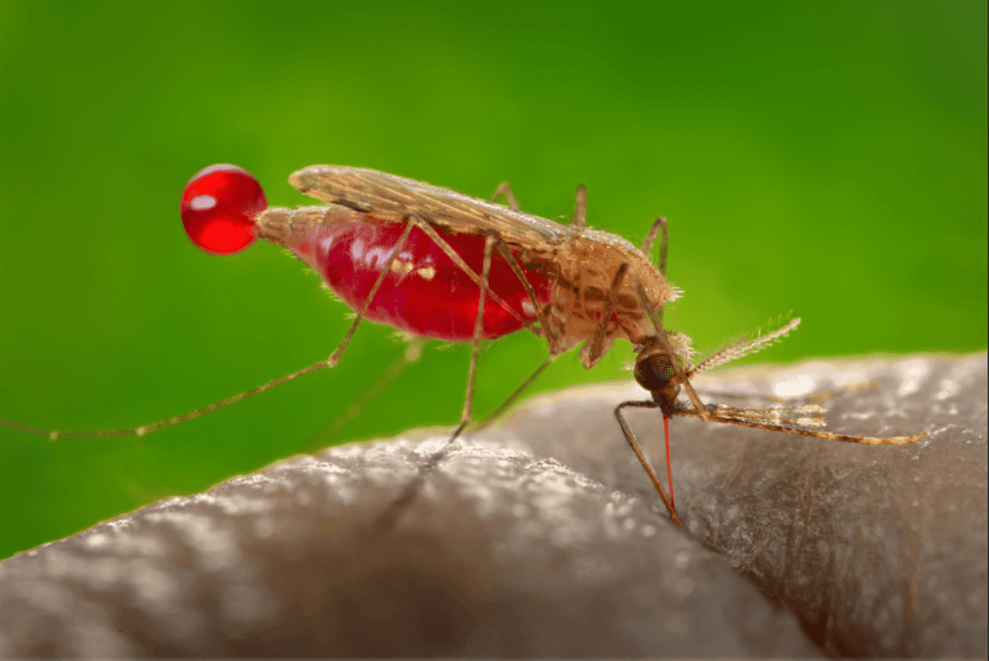 Bloodfeeding Anopheles