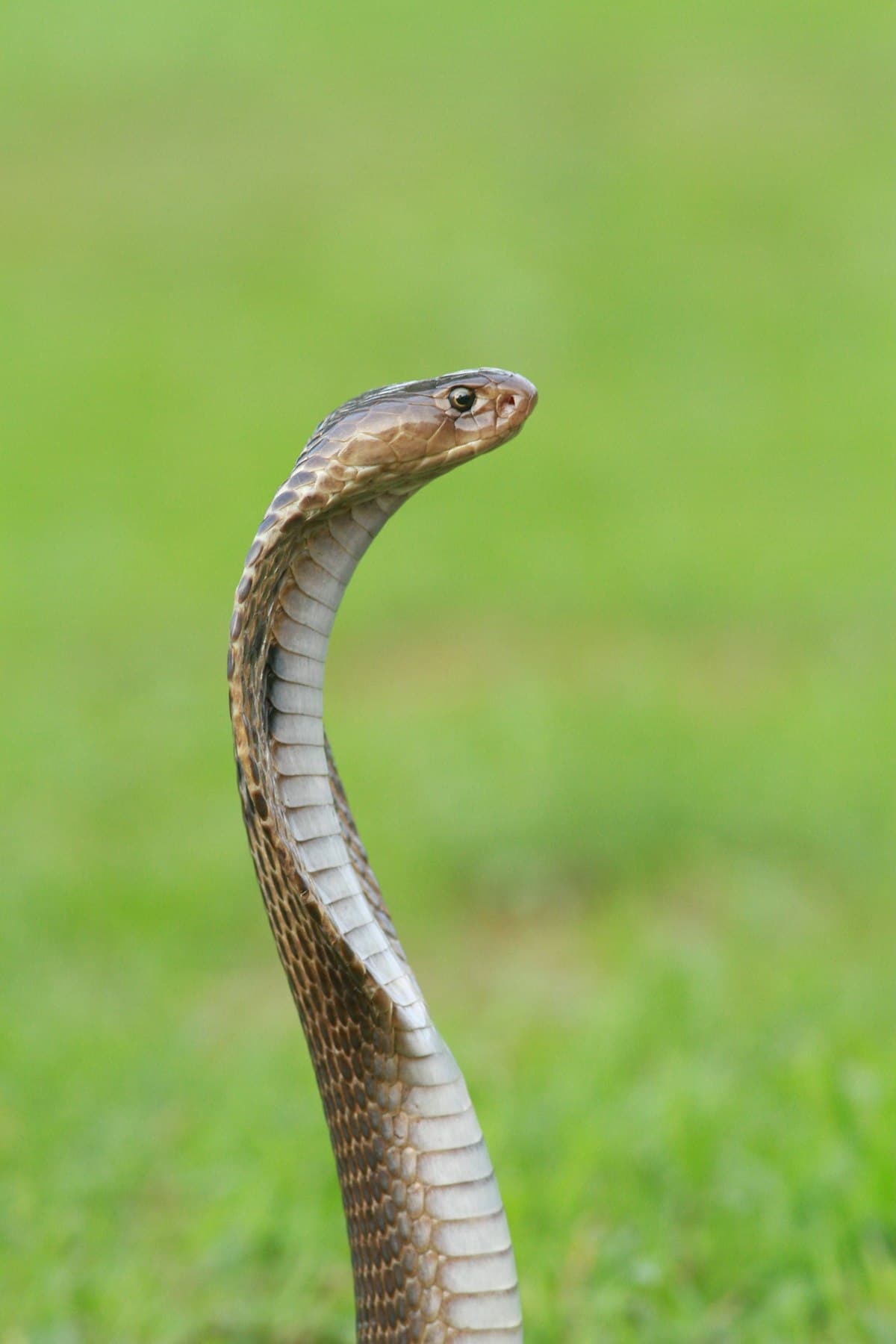 Snake biology study